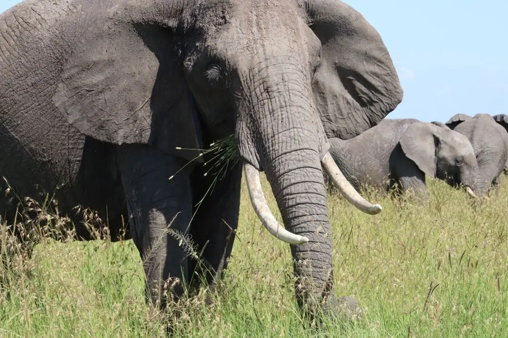 Elephants on the plains in Amboseli