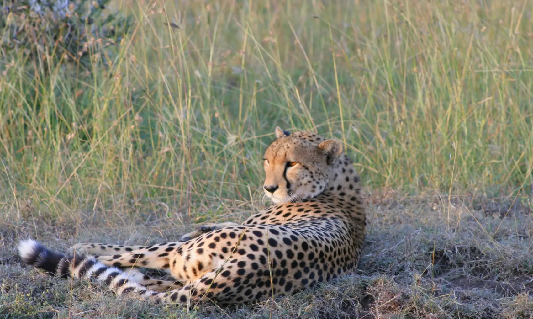 A cheetah resting on the open plain