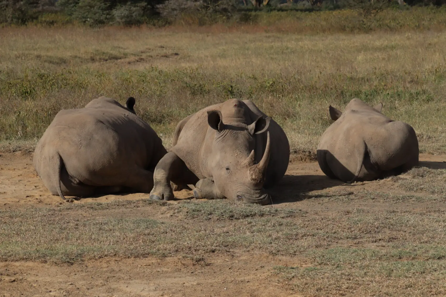 White rhinos in the afternoon sun