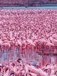 Flocks Of Flamingos on a Kiboko safari