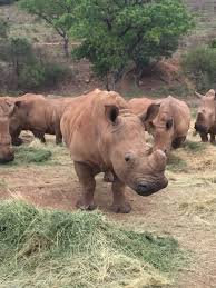 Tracking Black Rhinos on a Kiboko safari