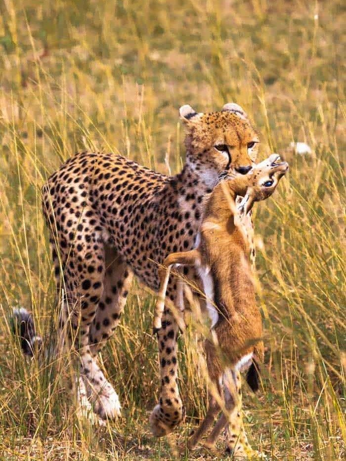Watch A Cheetah Hunt on a Kiboko safari