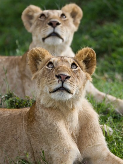 Watch A Pride Of Lions on a Kiboko safari