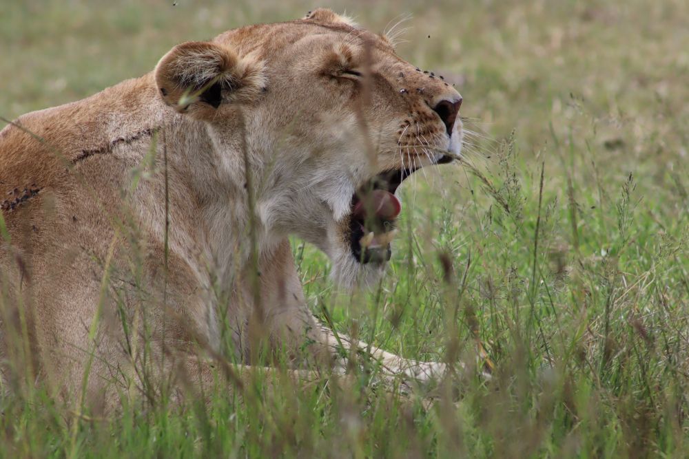 BIG 5 VS THE UGLY 5: AFRICA'S MOST FASCINATING WILDLIFE!