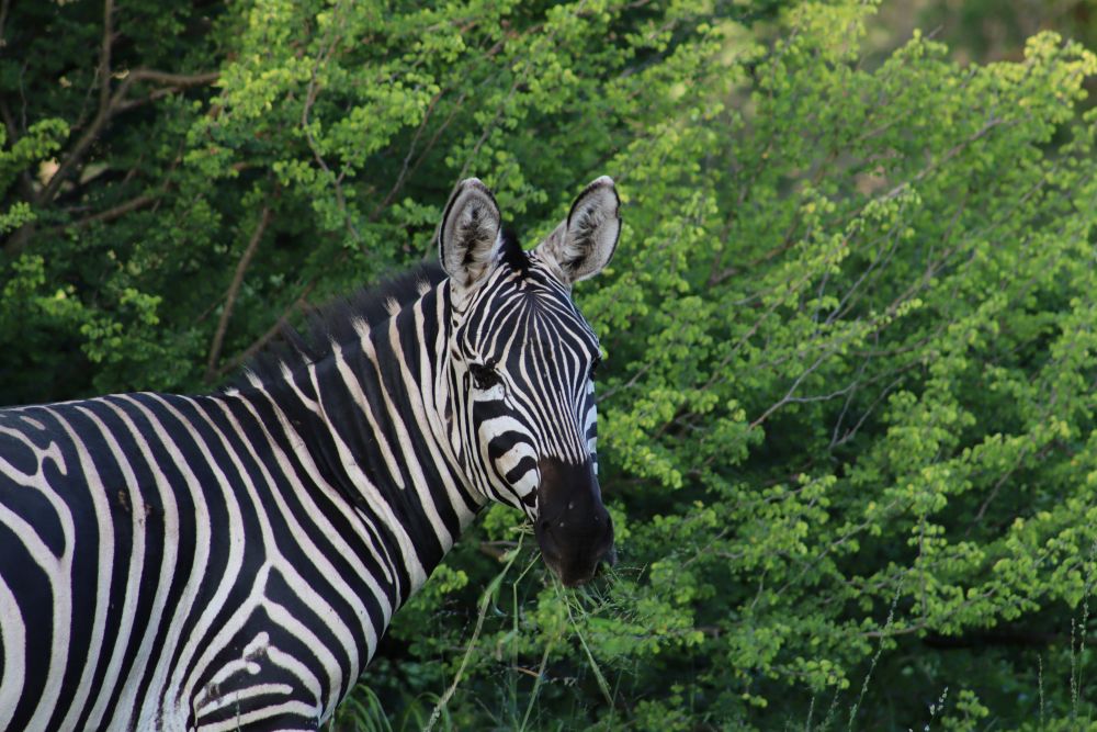 TANZANIA WILDLIFE SAFARI AND ZANZIBAR BEACH UNFORGETTABLE EXPERIENCE