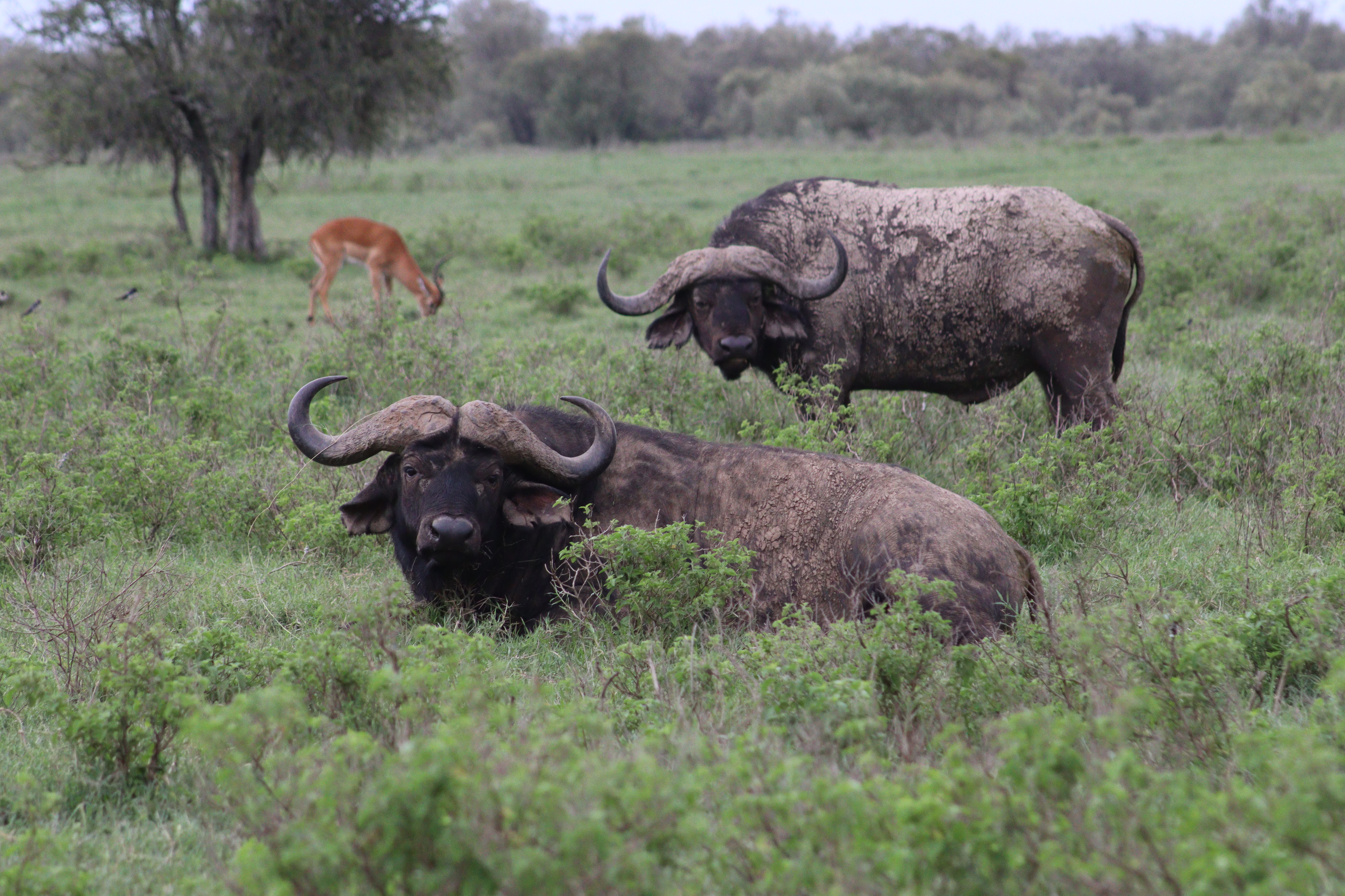 Aberdare National Park, Kenya