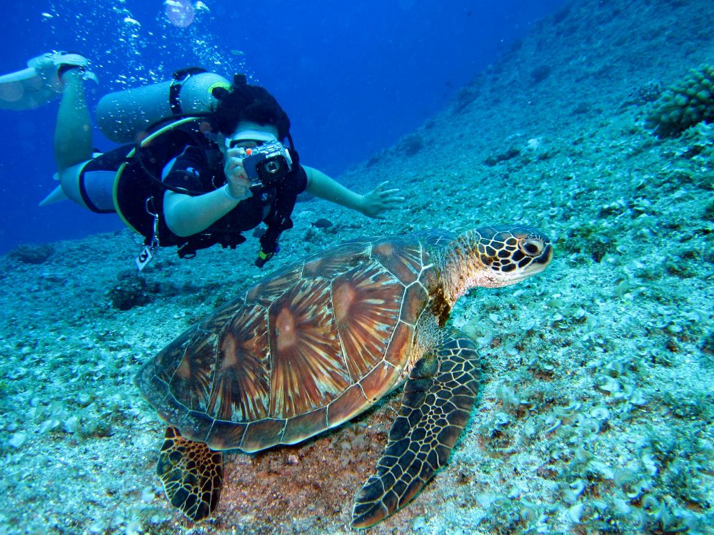 Scuba Diving on a Kiboko safari