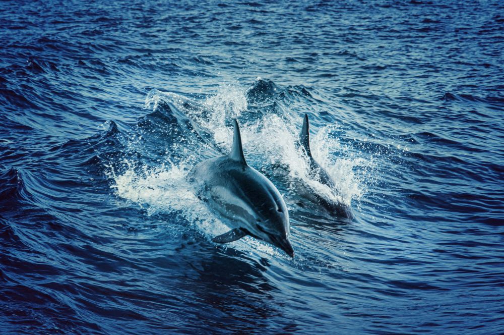 Dolphin Watching on a Kiboko safari