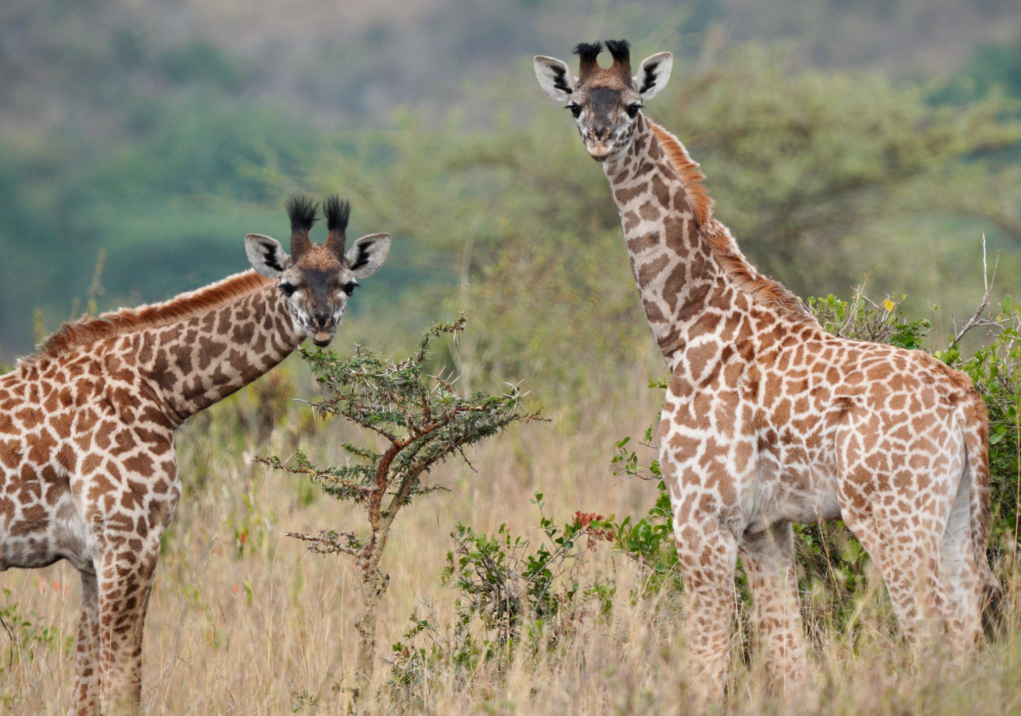 Nairobi National Park, Kenya