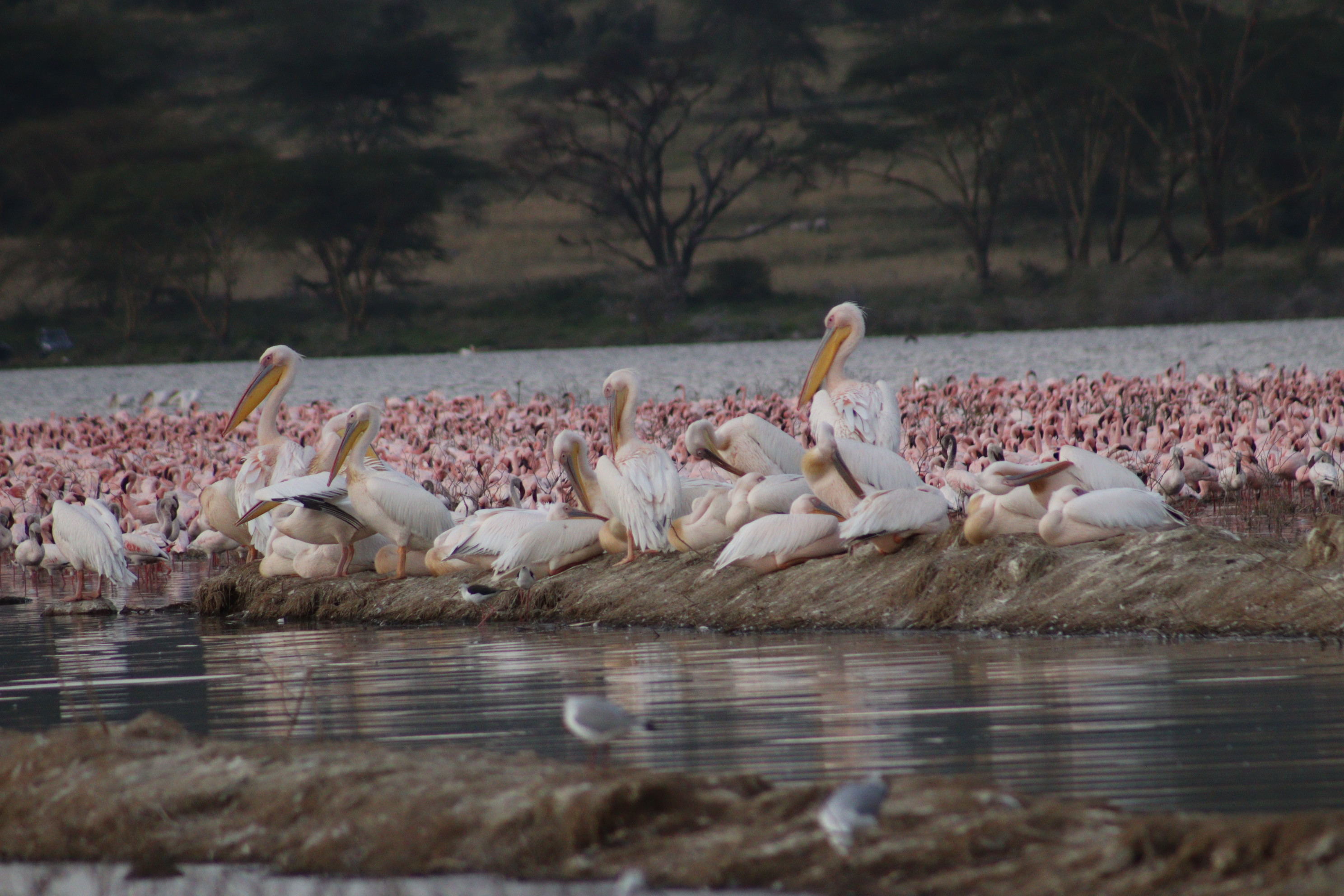 Lake Nakuru National Park, Kenya