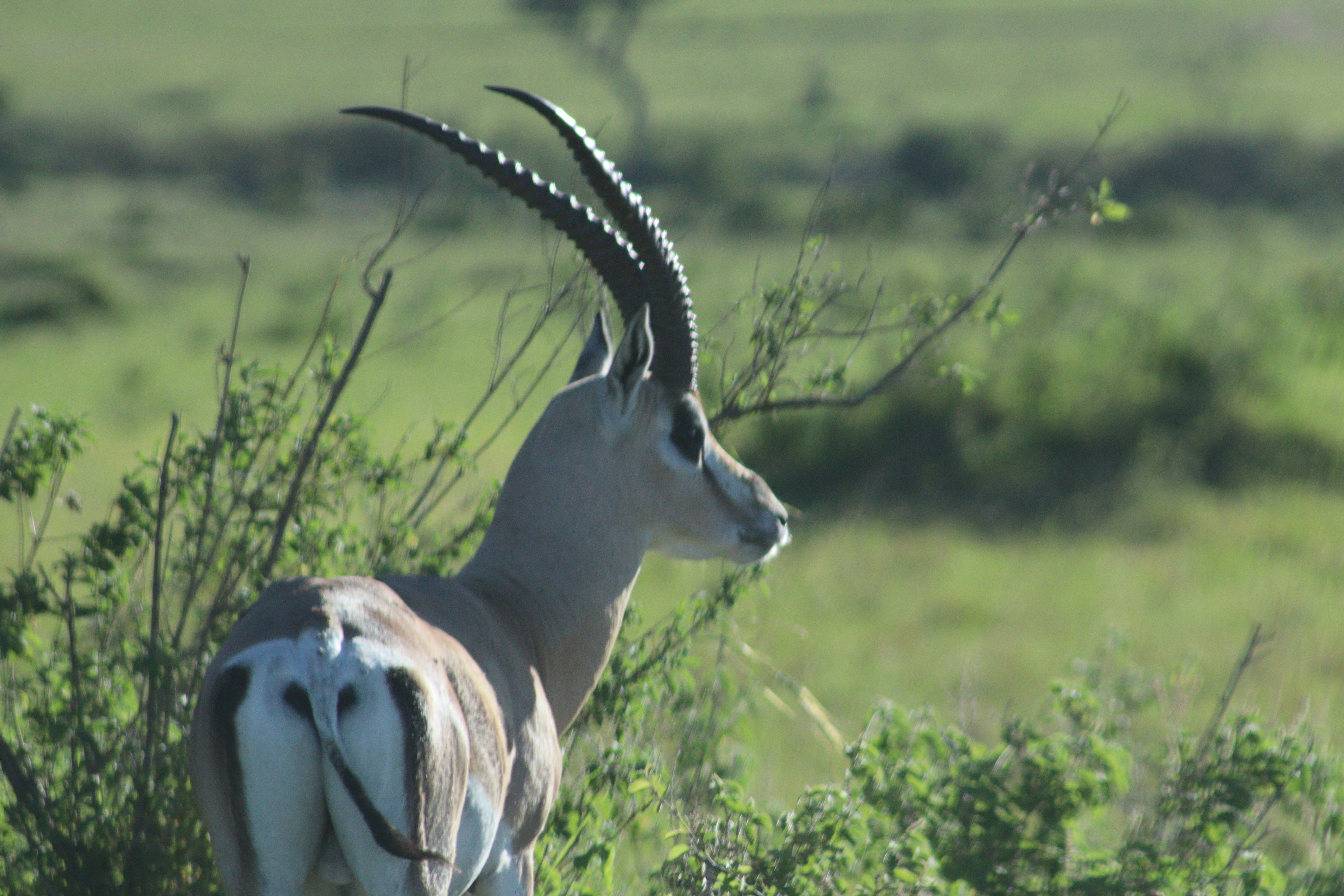 Meru National Park, Kenya