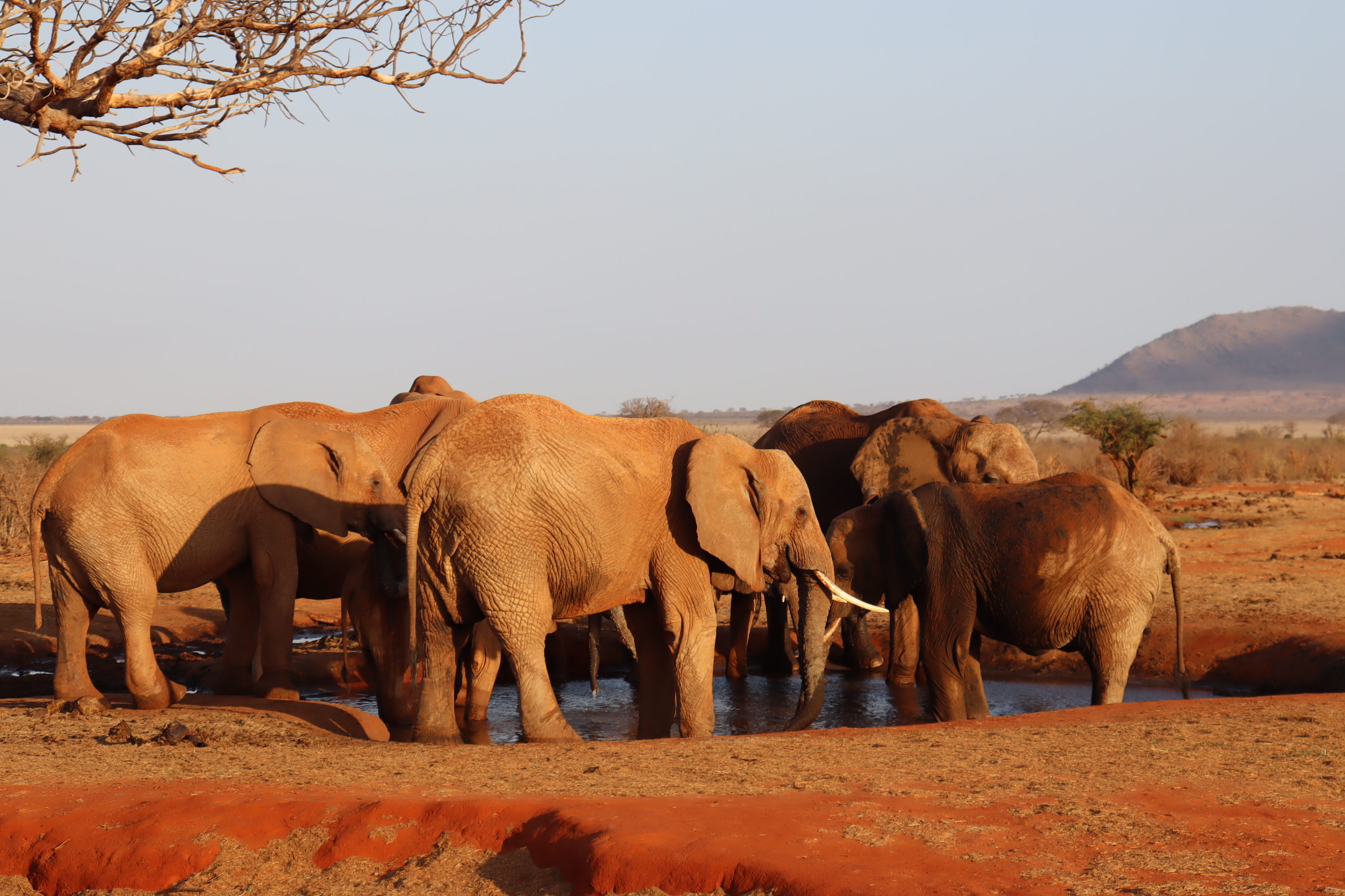 Tsavo East National Park, Kenya