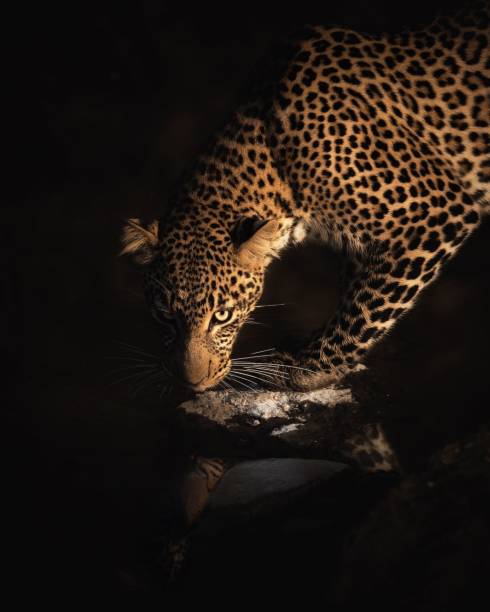 Night Game Drives on a Kiboko safari