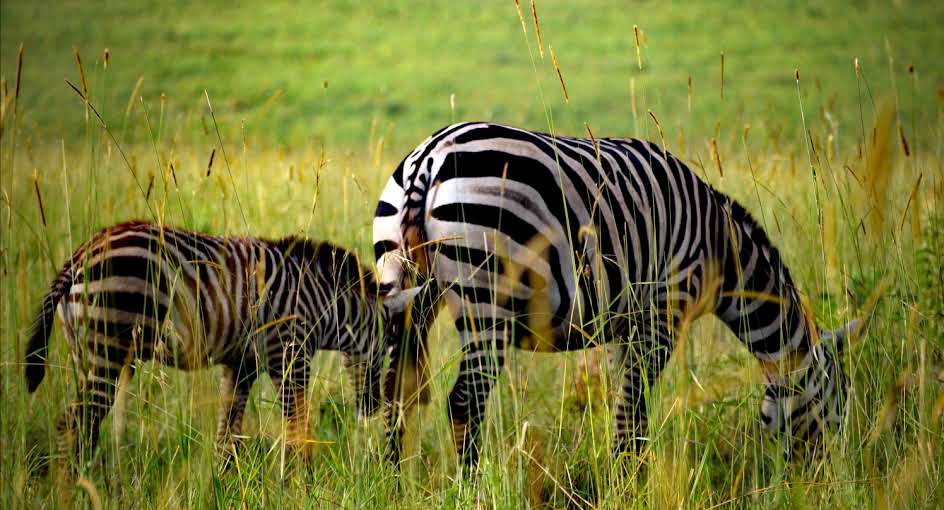 4-Day Into Wild Safari Package