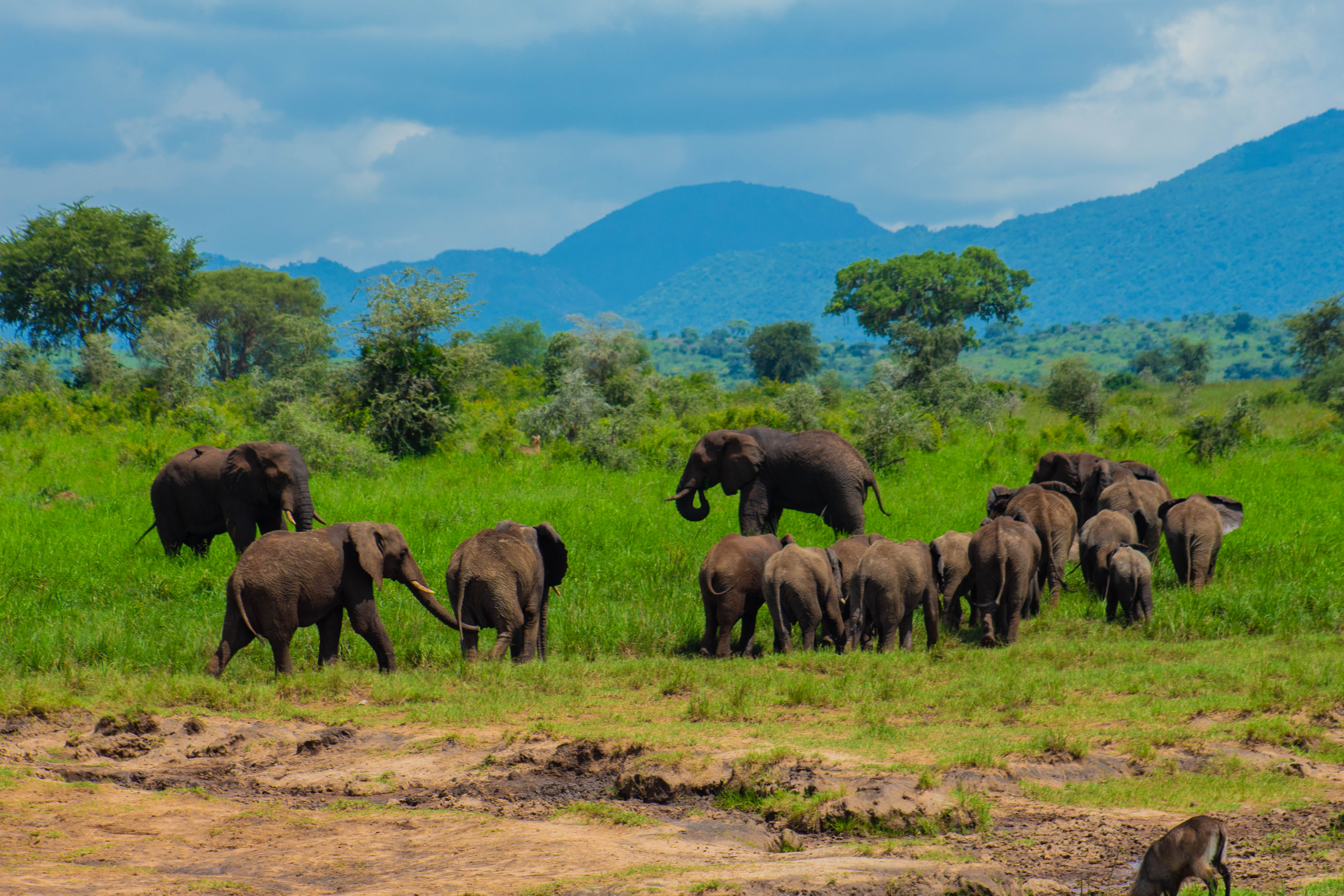 6-Day Ultimate Big Five Footprint