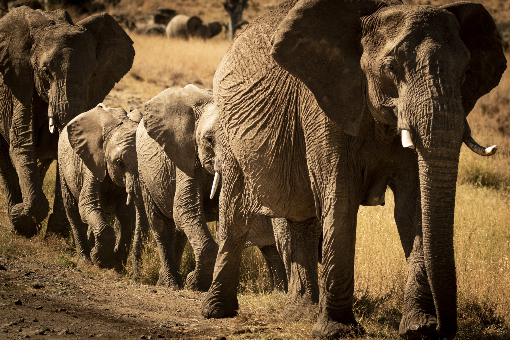 Discover Africa's Big Five On Safari! 