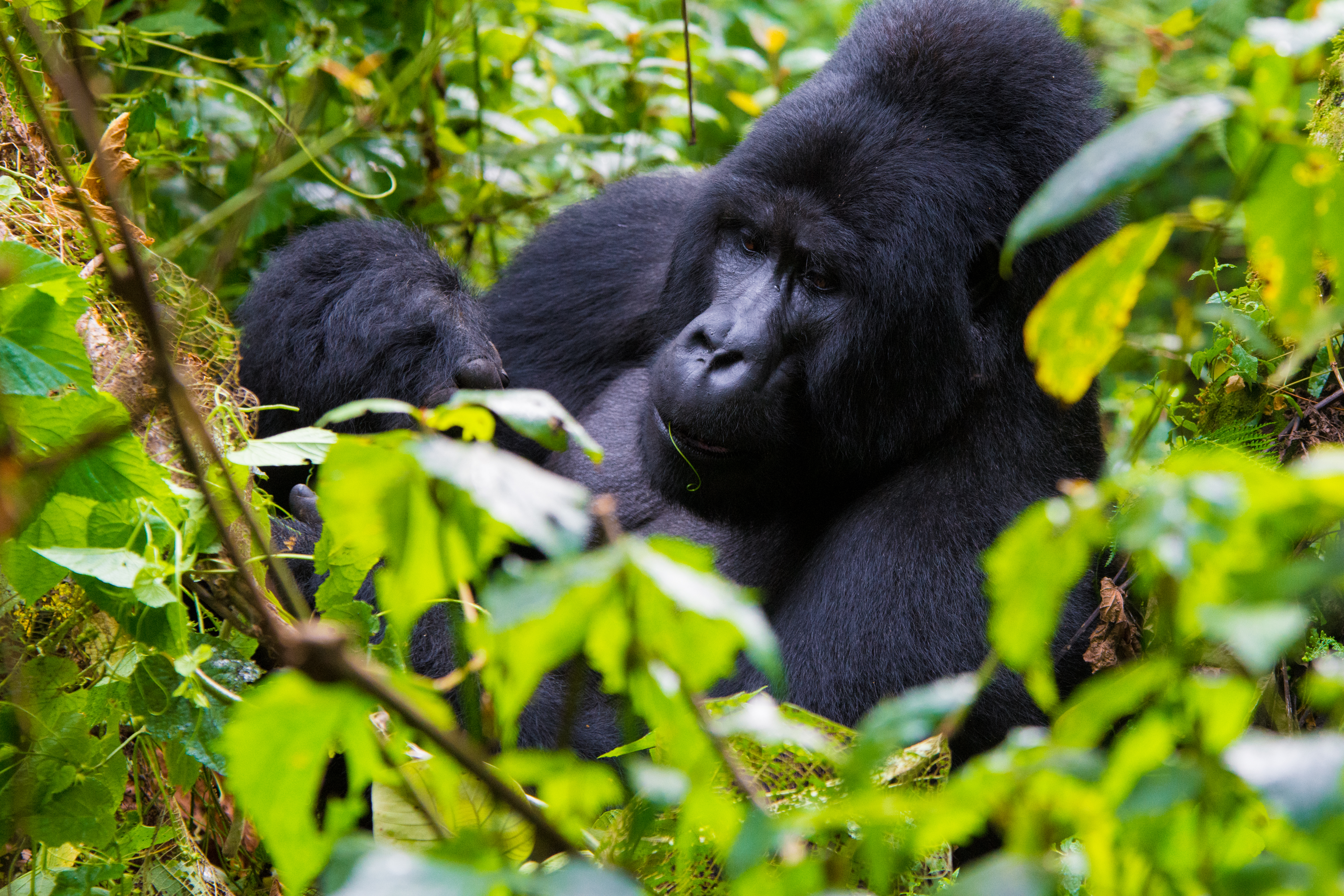 Bwindi Impenetrable National Park