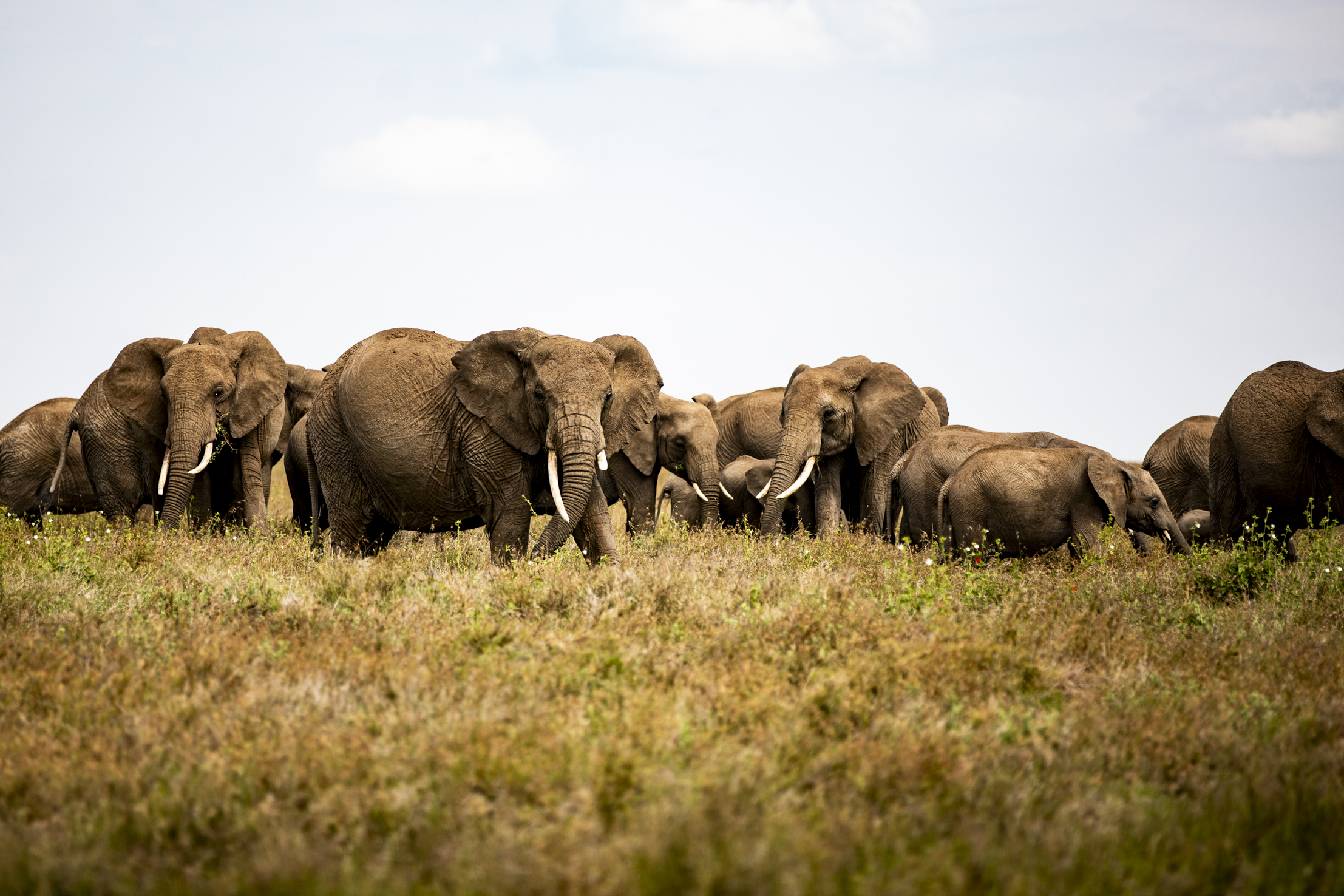 Amboseli